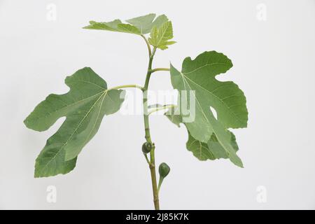 Fig (Figus) marrone Turchia Foto di Antony Thompson - Mille Word Media, NESSUNA VENDITA, NESSUNA SYNDICATION. Contatto per ulteriori informazioni MOB: 07775556610 w Foto Stock