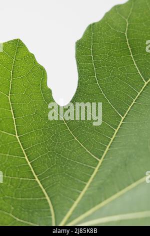 Fig (Figus) marrone Turchia Foto di Antony Thompson - Mille Word Media, NESSUNA VENDITA, NESSUNA SYNDICATION. Contatto per ulteriori informazioni MOB: 07775556610 w Foto Stock