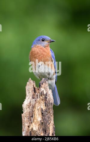 Bluebird orientale arroccato su un ceppo Foto Stock