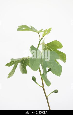 Fig (Figus) marrone Turchia Foto di Antony Thompson - Mille Word Media, NESSUNA VENDITA, NESSUNA SYNDICATION. Contatto per ulteriori informazioni MOB: 07775556610 w Foto Stock