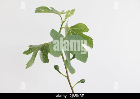 Fig (Figus) marrone Turchia Foto di Antony Thompson - Mille Word Media, NESSUNA VENDITA, NESSUNA SYNDICATION. Contatto per ulteriori informazioni MOB: 07775556610 w Foto Stock