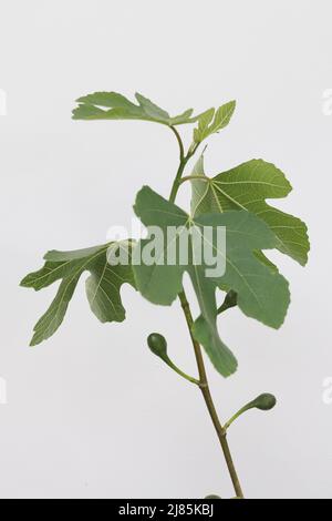 Fig (Figus) marrone Turchia Foto di Antony Thompson - Mille Word Media, NESSUNA VENDITA, NESSUNA SYNDICATION. Contatto per ulteriori informazioni MOB: 07775556610 w Foto Stock