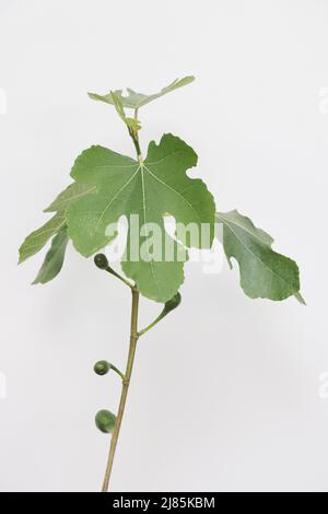 Fig (Figus) marrone Turchia Foto di Antony Thompson - Mille Word Media, NESSUNA VENDITA, NESSUNA SYNDICATION. Contatto per ulteriori informazioni MOB: 07775556610 w Foto Stock