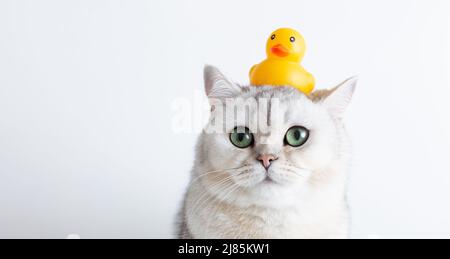 Divertente gatto bianco con un'anatra di gomma gialla sulla testa, su sfondo bianco. Foto Stock