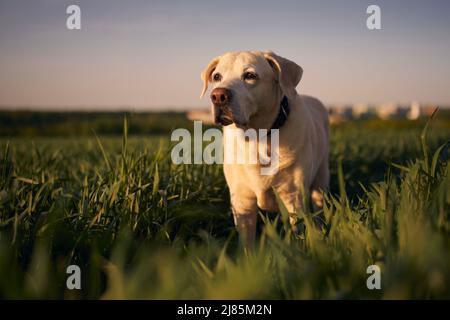 Vecchio cane guardando il tramonto. Labrador Retriever a piedi attraverso il campo. Foto Stock