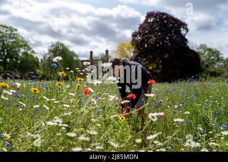 Giardiniere Danny Lawler nel prato dei fiori selvatici che è scoppiato in fiore all'università del Jesus College dell'università di Cambridge. Il prato è stato seminato utilizzando semi raccolti dal prato di fiori selvatici al vicino King's College e presenta habells, margherite, papaveri e cornflowers per creare un mini ecosistema per insetti e altri invertebrati. Data foto: Venerdì 13 maggio 2022. Foto Stock