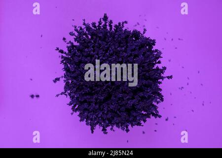 Bella lavanda viola isolato su sfondo viola, concetto estivo, vista dall'alto del fiore, primo piano della lavanda Foto Stock