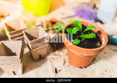 Lavoro di primavera sulla cura di piante interne in vasi da fiore. Trapiantare succulenti e cactus in terreno fresco, terreno fertile, fertilizzare il terreno di casa Foto Stock