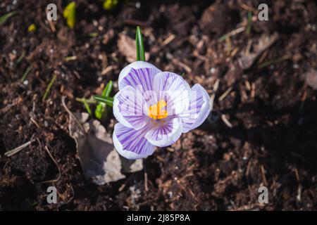 Vista dall'alto dei fiori di Crocus, foto macro all'aperto con messa a fuoco selettiva in una giornata di primavera soleggiata Foto Stock