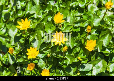 Ficaria verna, fiori gialli selvatici primo piano foto con fuoco selettivo scattata in una giornata di primavera soleggiata Foto Stock