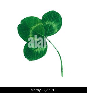 Foglia di trifoglio verde acquerello disegno a mano isolato su sfondo bianco Foto Stock
