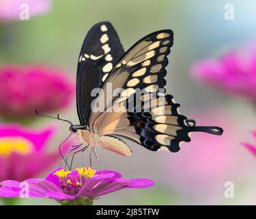 Eastern Tiger Swallowtail Butterfly si nutre in un gruppo di zinnie rosa. Foto Stock