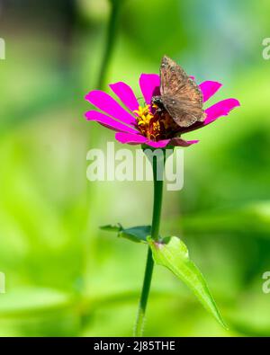 Piccola farfalla skipper su un fiore di zinnia. Foto Stock