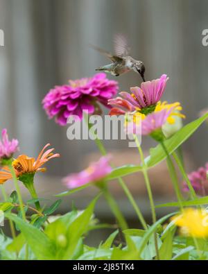 Hummingbird nutrirsi su una zinnia rosa con un gruppo di fiori. Foto Stock