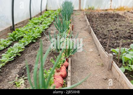 Vecchia serra di villaggio con piantine crescenti di verdure Foto Stock