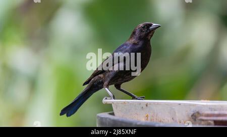 Maschio Cowbird lucido. Posato su un vassoio di alimentazione in plastica Foto Stock