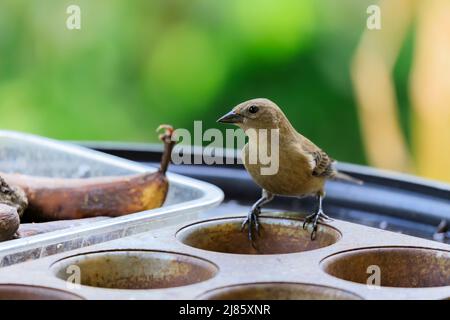 Cowbird femminile lucido appollaiato su un vassoio per muffin utilizzato come vassoio per l'alimentazione Foto Stock