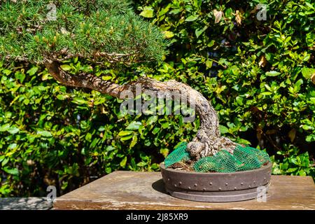 Piccolo albero di bonsai coltivato all'aperto in un lussureggiante giardino orientale. Foto Stock