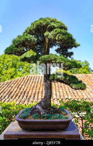 Piccolo albero di bonsai coltivato all'aperto in un lussureggiante giardino orientale. Foto Stock