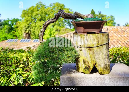 Piccolo albero di bonsai coltivato all'aperto in un lussureggiante giardino orientale. Foto Stock