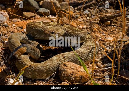Rattlesnake a coda nera settentrionale dei monti Santa Catalina