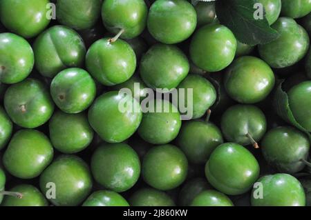 Prugne verdi, vista dall'alto di prugne verdi fresche raccolte sfondo heap. La varietà di frutta primavera ed estate conosciuta come 'Coe's Golden Drop'. Foto Stock