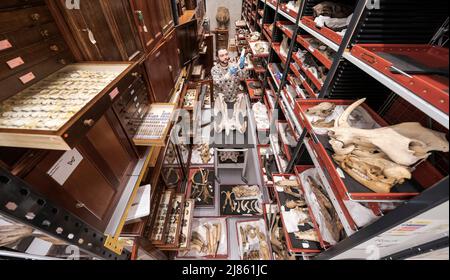 L'assistente curatore Milo Phillips prepara un grande cranio hippopotamus mentre gli esemplari circondati al Leeds Discovery Centre, una volta completato il cranio sarà esposto accanto alla sua controparte preistorica presso la recentemente rinnovata Life on Earth Gallery al Leeds City Museum. Data foto: Venerdì 13 maggio 2022. Foto Stock