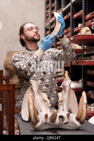 L'assistente curatore Milo Phillips prepara un grande cranio hippopotamus mentre gli esemplari circondati al Leeds Discovery Centre, una volta completato il cranio sarà esposto accanto alla sua controparte preistorica presso la recentemente rinnovata Life on Earth Gallery al Leeds City Museum. Data foto: Venerdì 13 maggio 2022. Foto Stock