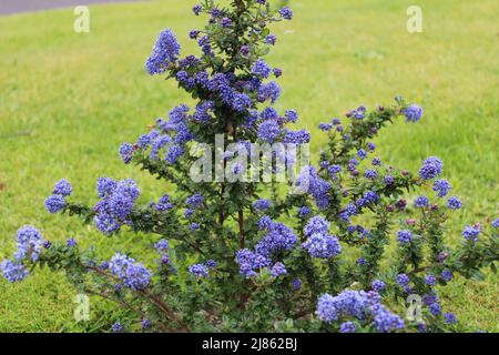 Ceanothus Dark Star arbusto noto anche come California lilla o saponetta cespuglio con i suoi fiori blu profondo viola e foglie di ovato Foto Stock