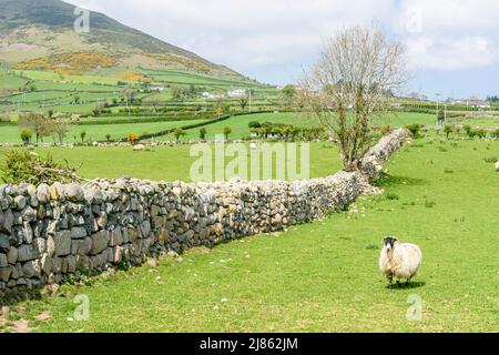 Tradizionali pareti in pietra asciutta, comuni intorno alle Mourne Mountains, Irlanda del Nord. Foto Stock