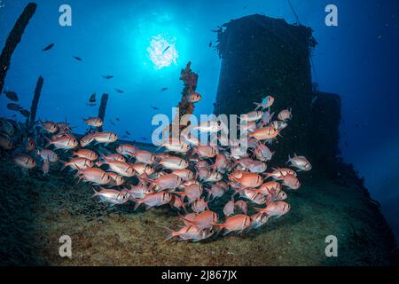 Blackbar Soldierfish (Myripristis jacobuson) sul relitto del Porpoise al largo dell'isola olandese dei Caraibi di Sint Maarten Foto Stock
