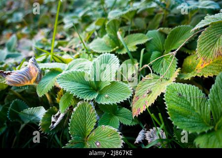 Foglie verdi di Fragaria vesca , fragola selvaggia nelle giungle dell'India. Foto Stock