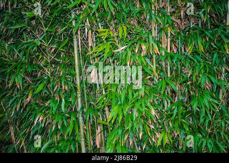 Green fitta foresta di bamboo texture di sfondo Foto Stock