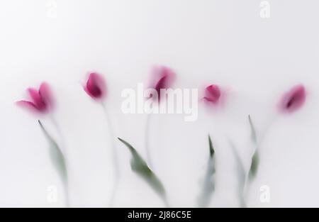 Una fila di fiori di tulipano in fiore rosso in una fila in una magica nebbia trasparente. Concetto di estate e primavera creativo minimo. Foto Stock