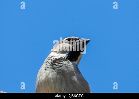 Passeri e rondini nei loro nidi e in vari primi piani Foto Stock