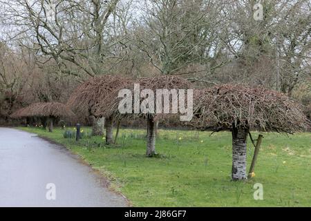 Quattro alberi di betulla d'argento che sono stati rifiniti in un modo tale che assomigliano agli ombrelloni e non guardano tutto naturale Foto Stock