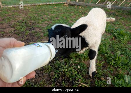 Allattamento al biberon di un agnello Foto Stock
