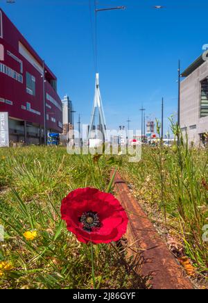 Rotterdam, Paesi Bassi - 28 aprile 2022: Fiore di papavero sulle rotaie del tram abbandonate a Rotterdam - sullo sfondo ponte Erasmus. Foto Stock