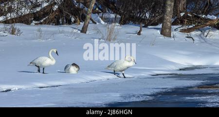 Trumpeter swans in Wisconsin settentrionale. Foto Stock