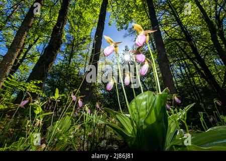 Le pantofole rosa della signora (Cypripedium acaule) in Piggah National Forest, Brevard, Carolina del Nord, Stati Uniti Foto Stock