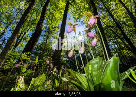 Le pantofole rosa della signora (Cypripedium acaule) in Piggah National Forest, Brevard, Carolina del Nord, Stati Uniti Foto Stock