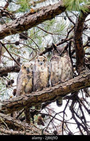Great Horned Owl (Bubo virginianus) adulto e due galline giovani - Brevard, North Carolina, USA Foto Stock