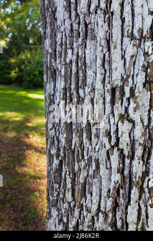 La corteccia di un vero albero di servizio (Sorbus domestica) Foto Stock