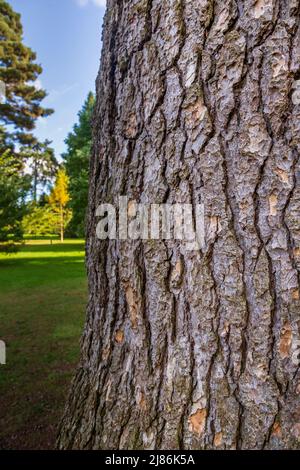 La corteccia di un cedro del Libano (Cedrus Libani) Foto Stock