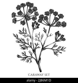 Collezione di illustrazioni vettoriali delle erbe del tè. Caraway bianco e nero. Illustrazione Vettoriale