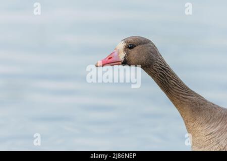 Testa e collo della maggiore oca bianca con becco rosa. Acqua blu sullo sfondo. Foto Stock