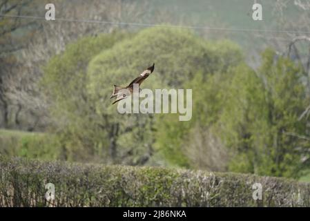 Primo piano immagine di un aquilone rosso (Milvus milvus) volo da sinistra a destra su terreni agricoli coperti, contro uno sfondo di campagna nel Mid-Wales, Regno Unito in aprile Foto Stock