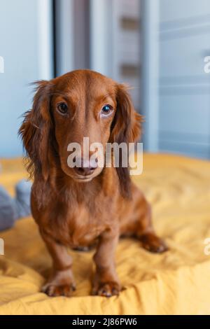 Un serio dachshund purosangue siede sul letto, guarda nella cornice Foto Stock