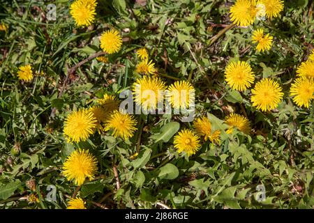 Dente di leone giallo comune (Taraxacum officinale) che cresce all'inizio dell'estate a Vilnius, lituania Foto Stock
