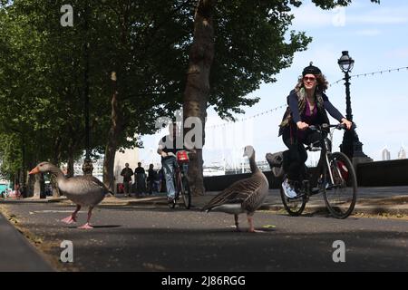 Ciclisti sul Victoria Embankment a Londra. Data foto: Venerdì 13 maggio 2022. Foto Stock